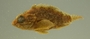 S guamensis FMNH 75841 l2